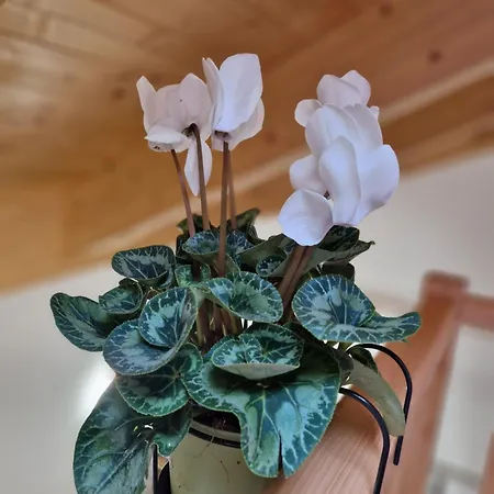 Gasthuis Arduino41 3*